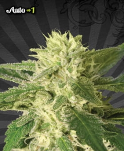 Auto #1 od Auto Seeds nasiona marihuany