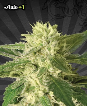 Auto #1