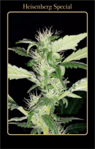 Heisenberg Special Auto od Mephisto Genetics nasiona marihuany