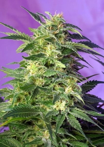 Killer Kush Auto od Sweet Seeds nasiona marihuany