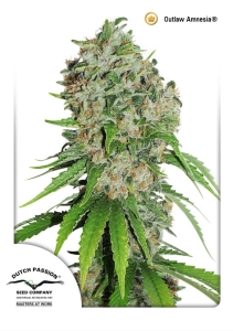 OutLaw (Amnesia) od Dutch Passion nasiona marihuany