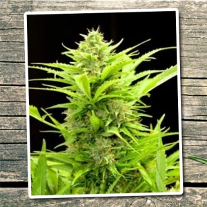 Auto Maxi od Biological Seeds nasiona marihuany