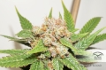 Glueberry O.G.