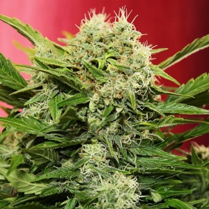 Auto Chronic Ryder od Seedsman nasiona marihuany