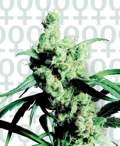 Silver Haze #9