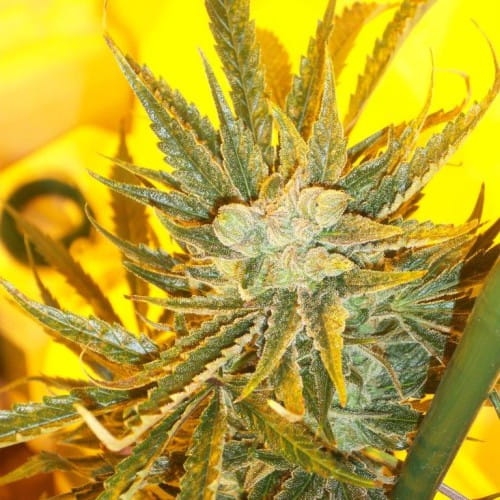 Ketama Cheese Auto