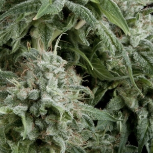 Auto Northern Lights od Pyramid Seeds nasiona marihuany