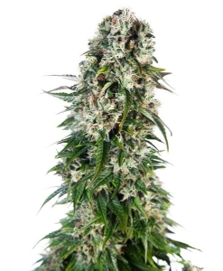 Big Bud Automatic od Sensi Seeds nasiona marihuany