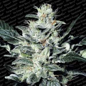 Sensi Star od Paradise Seeds nasiona marihuany