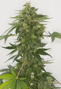 Auto Silver Haze od Green Label nasiona marihuany