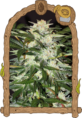 Monster Mash Auto