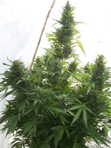 Critical Herer Auto