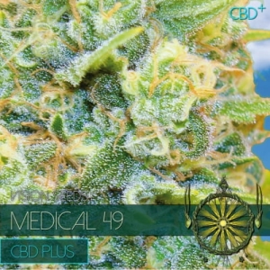Medical 49  CBD+ od Vision Seeds nasiona marihuany