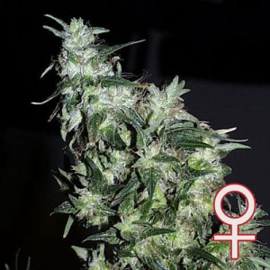  Haze Special od KC Brains nasiona marihuany