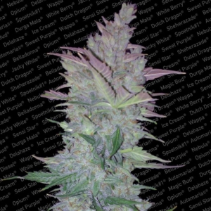 Vertigo od Paradise Seeds nasiona marihuany