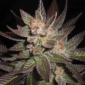Purple Haze od G13 Labs nasiona marihuany