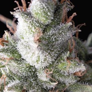 Ramses od Pyramid Seeds nasiona marihuany