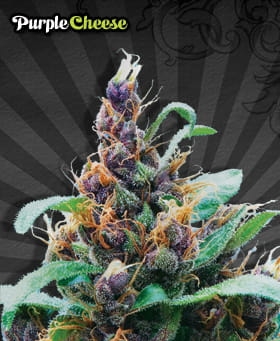 Purple Stilton