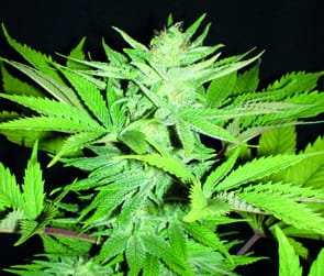 Homegrown Lowryder Auto