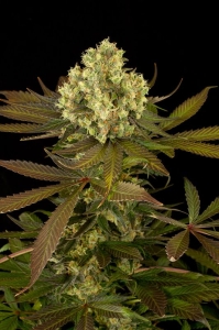 Sour Blueberry od Humboldt Seeds nasiona marihuany