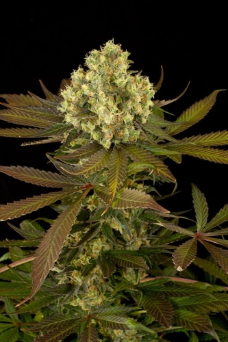 Sour Blueberry
