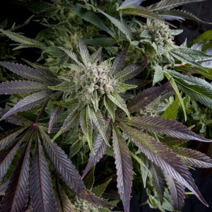 Blue Pyramid od Pyramid Seeds nasiona marihuany