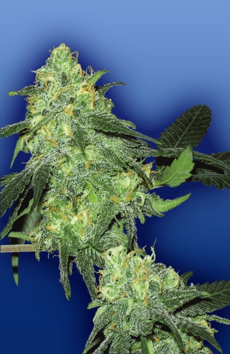 Skunk Classic