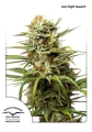 Auto White Widow