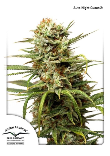 Auto White Widow