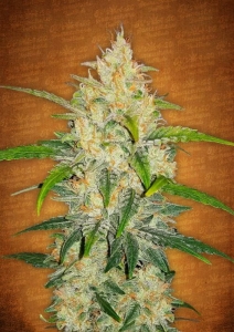 Zkittlez Auto od FastBuds nasiona marihuany
