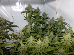 One To One od CBD Seeds nasiona marihuany