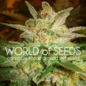 Star 47 od World of Seeds nasiona marihuany
