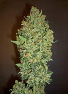 Cheese (Hashchis) Berry od 00 Seeds Bank nasiona marihuany