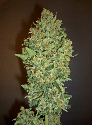 Cheese (Hashchis) Berry