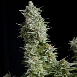 Alpujarrena od Pyramid Seeds nasiona marihuany