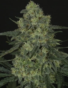 Criminal od Ripper Seeds nasiona marihuany