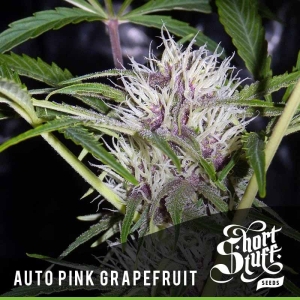 Auto Pink Grapefruit od Short Stuff Seedbank nasiona marihuany