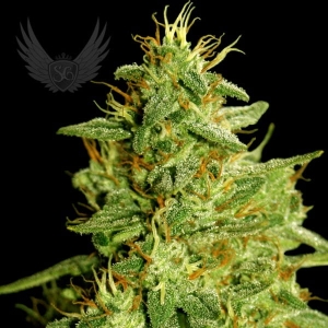 Critical Plant Auto od Sensi Genetics nasiona marihuany