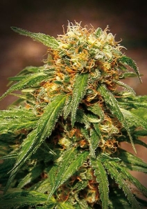 Sweet Tai od Sweet Seeds nasiona marihuany