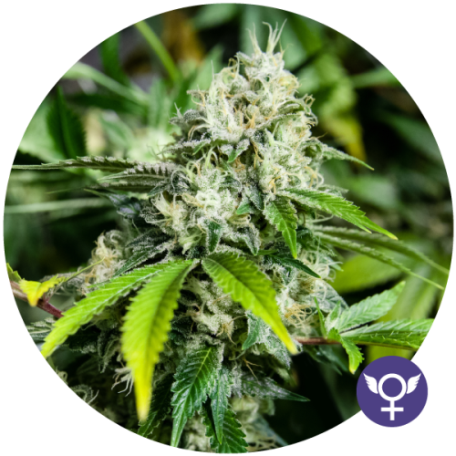 White Widow XTRM (CBD)