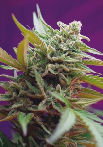 Black Jack Auto od Sweet Seeds nasiona marihuany