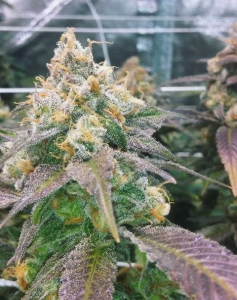 Dream Berry od Female Seeds nasiona marihuany