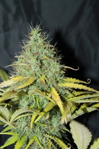 Auto Skunk #1 od Seedsman nasiona marihuany