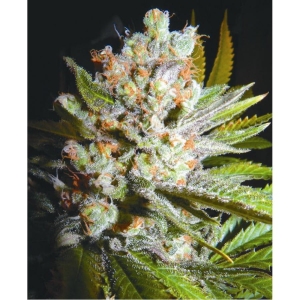 Auto 4:20 od Biohazard Seeds nasiona marihuany