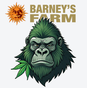 gorilla glue promocja  nasiona marihuany 